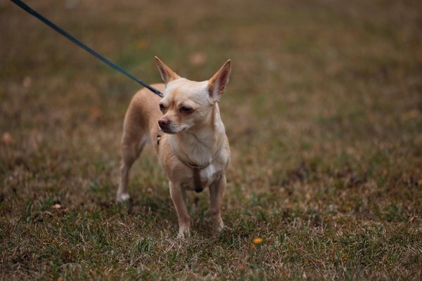 Come capire se il tuo gatto si annoia: 7 segnali da non ignorare!